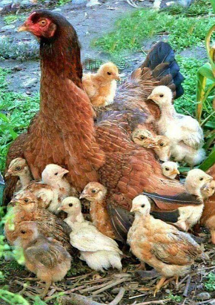 Foto 7 Ponto da Ração