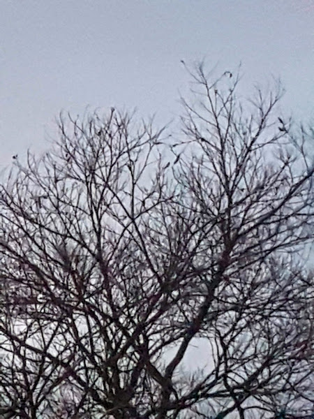 Rações Teixeira Dias Rações Teixeira Dias