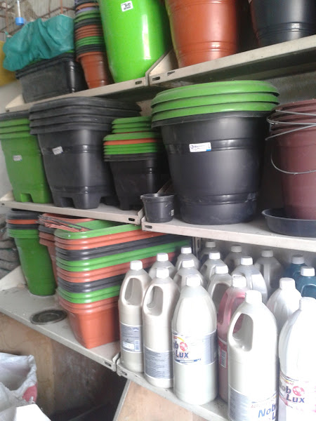 Pássaro Forte Pássaro Forte