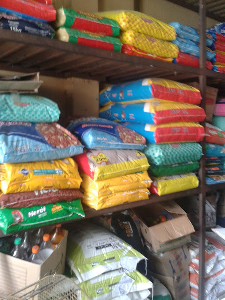 Foto 1 Pássaro Forte Foto 1 Pássaro Forte