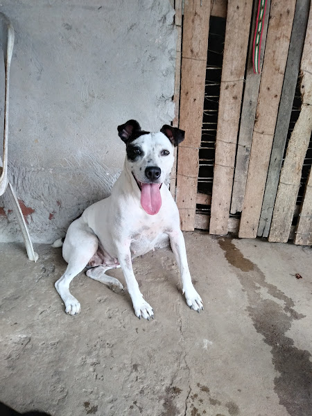 Foto 2 Pet e Rações.