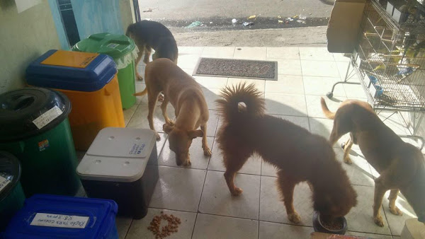 Foto 3 Pet e Rações.