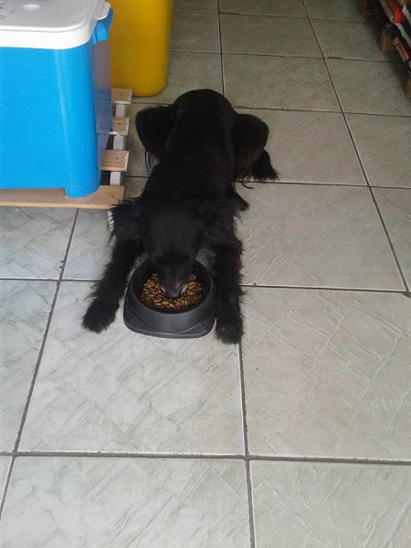 Foto 4 Pet e Rações.