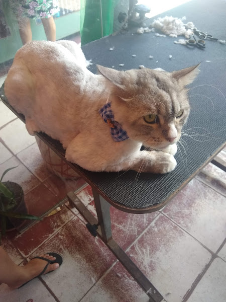 Au Au Rações e Cia