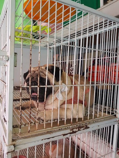 Foto 1 Au Au Rações e Cia