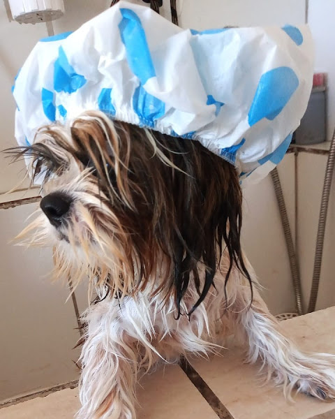 Foto 2 Família Urso Clinic Pet