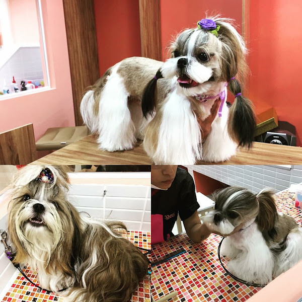 Foto 1 Meu Bixim & Eu