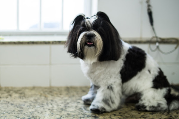 Foto 4 Centervet Graça - Hospital Veterinário, Salão e Petshop