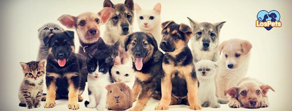 Foto 1 Los Pets