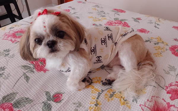 Foto 1 Clinica Veterinária 24 Horas e Pet Shop Diagnovet