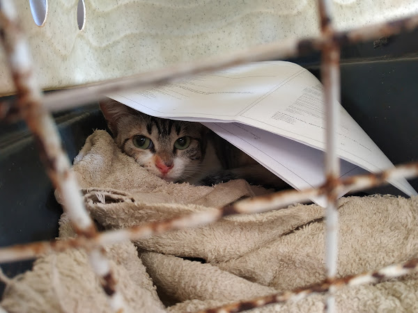 Foto 1 Clínica Vidanimal