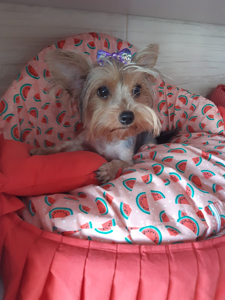 Foto 1 Clínica Veterinária Atenve