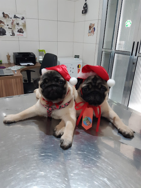 Foto 3 Clínica Veterinária Atenve