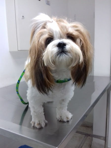 Kennel Veterinária - CABULA