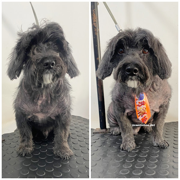 Foto 4 Luna Pet Shop