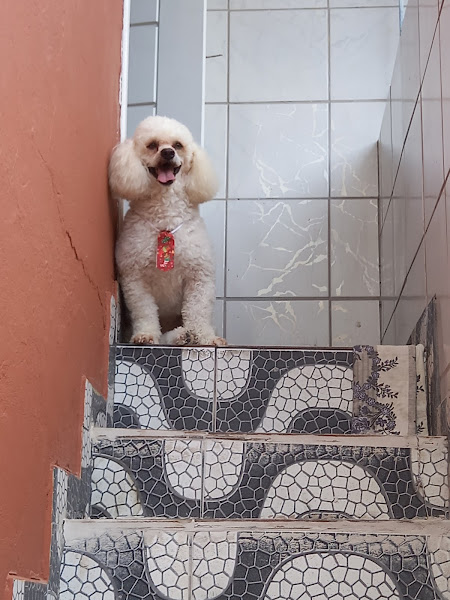 Foto 2 Latidos e Miados - Saúde Animal 24 horas