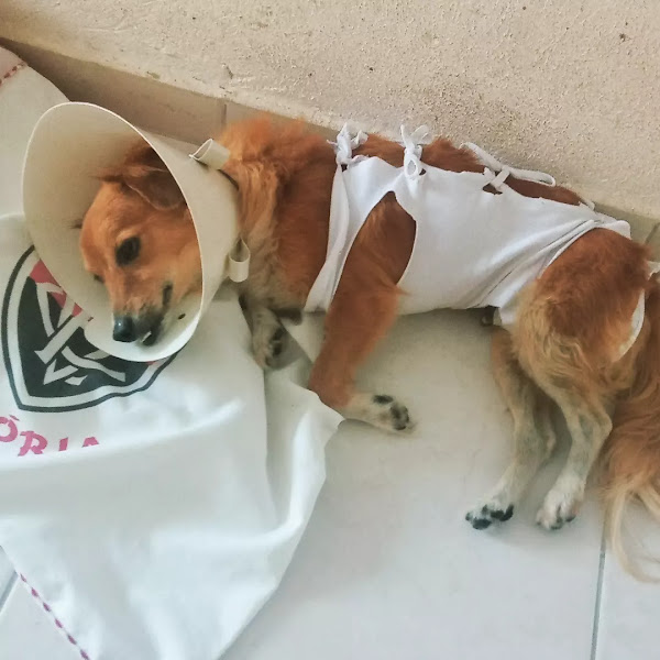 Foto 2 Bichos SA Veterinário Clinica Veterinária