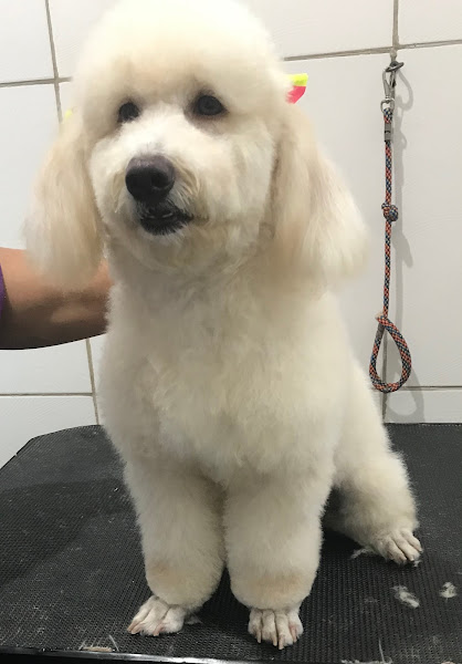 Banho e Tosa Tá Prontoooooo