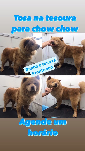 Foto 1 Banho e Tosa Tá Prontoooooo