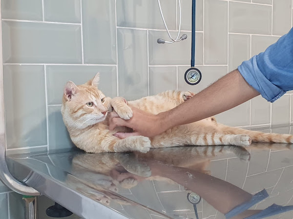 VetDay Clínica Veterinária em Brotas | Pet Shop | Shopping Vila Laura