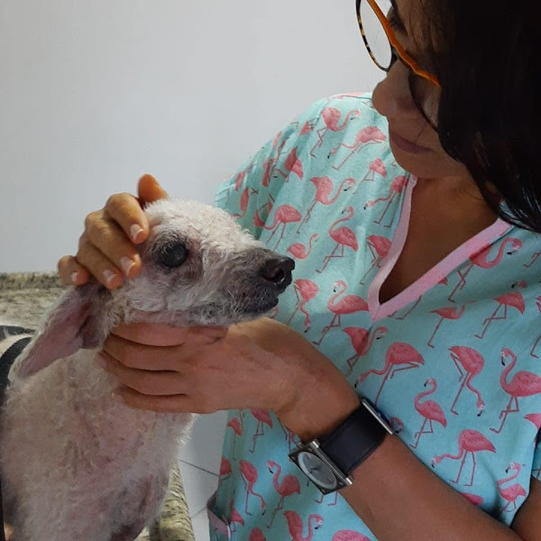 Foto 1 A PetDOC Centro Veterinário de Especialidades Marcação: WHATSAPP (71) 99973- 0130