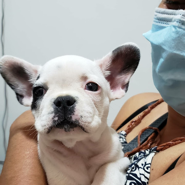 Foto 5 Clínica Veterinária Emergência Pet - CVEP.