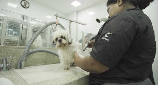 Foto 1 Semeve - Serviço Médico Veterinário | Brotas