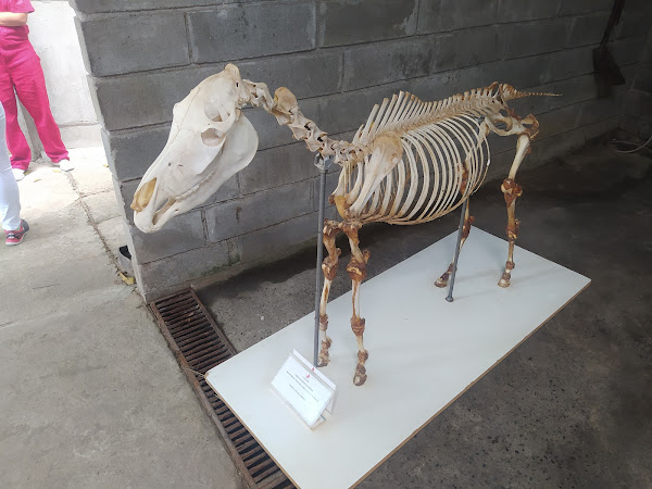 Clinilab Hospital de Equinos