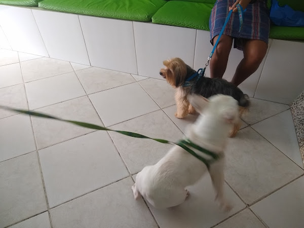 Foto 1 Clínica Veterinária Vital Vet