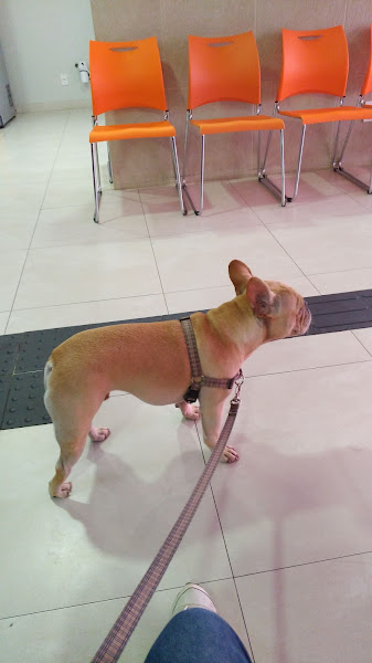 Foto 3 UNIFACS - Clínica Veterinária