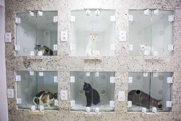 Foto 2 ICONVET - Clínica Veterinária