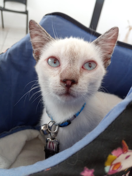 Foto 1 VetPop - Clinica veterinária popular