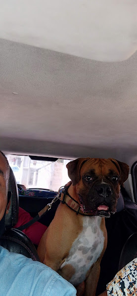 Foto 1 CLIMEV-Clínica Médica Veterinária