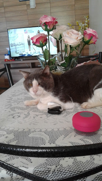 Foto 2 CLIMEV-Clínica Médica Veterinária