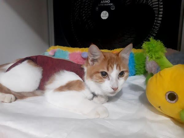 Foto 4 Clinica Veterinaria Sao Bernardo