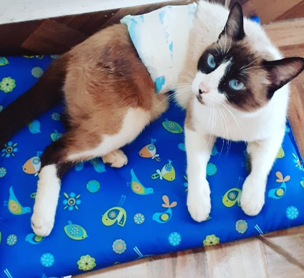 Foto 1 Clínica Veterinária DOGatto