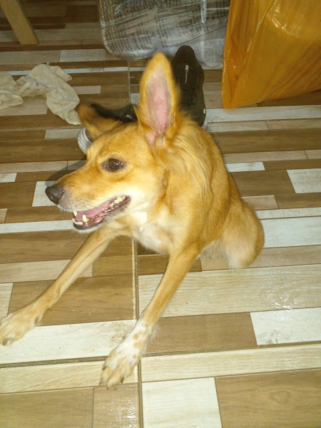 Clinica Veterinária Drª Carla