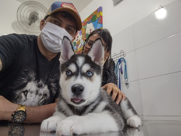 Vets - Clínica Veterinária