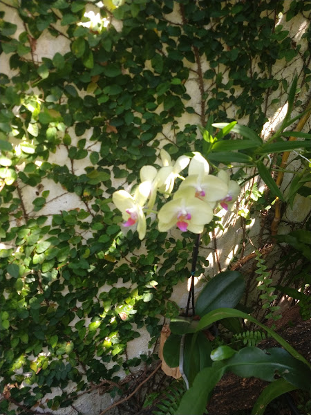 Foto 1 Vets - Clínica Veterinária