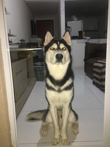 Foto 3 Vets - Clínica Veterinária