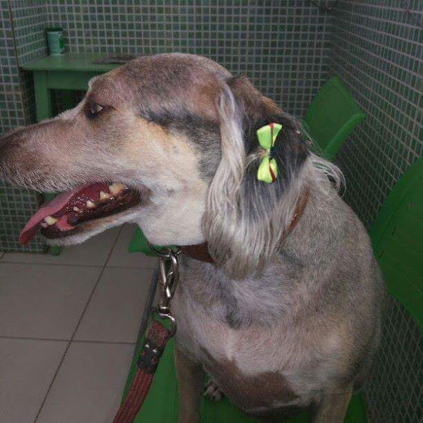 Foto 5 Casa do Veterinário