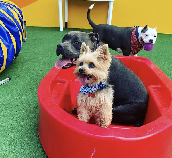 Foto 2 Vet Service Costa Azul