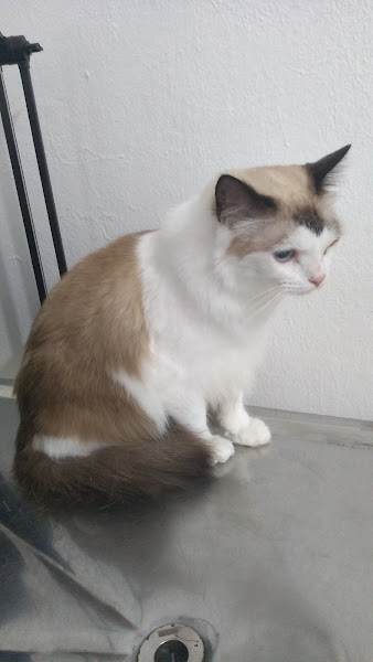 Foto 2 Vet Mais Clínica Veterinária Foto 2 Vet Mais Clínica Veterinária