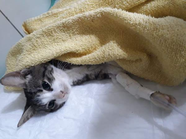 Felina Clínica para Gatos