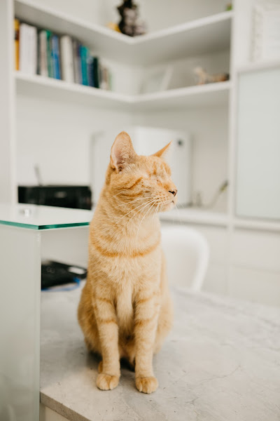 Foto 1 Felina Clínica para Gatos