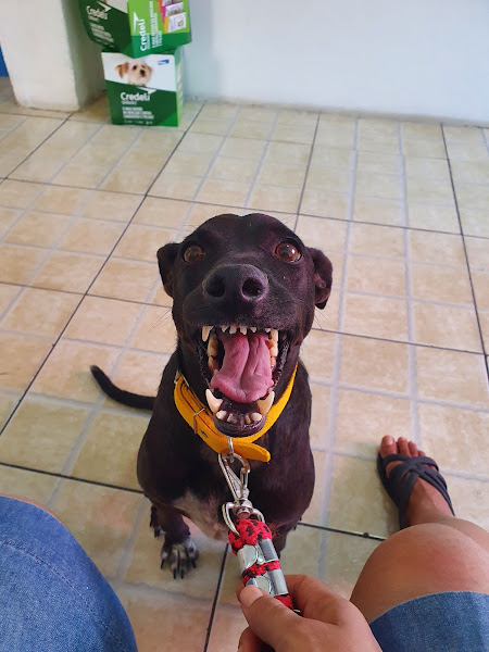 Foto 1 DARAS VET Clínica Veterinária & Pet Shop e Banho e tosa