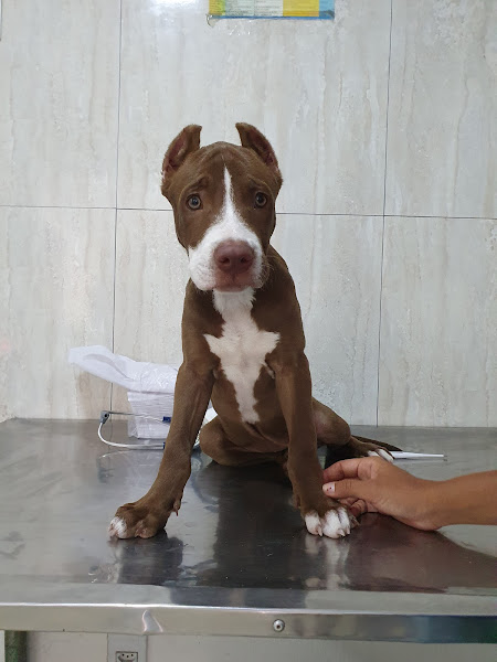 Foto 2 DARAS VET Clínica Veterinária & Pet Shop e Banho e tosa