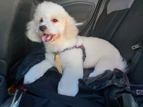 Foto 1 Clican Veterinária