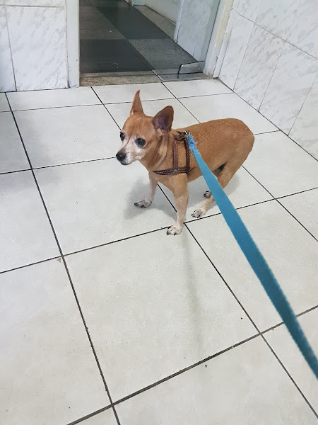 Foto 2 Clican Veterinária