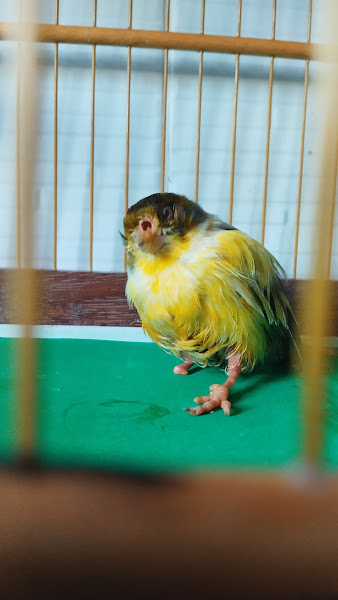 Foto 2 Pet Zoo Clinica Veterinária especializada em animais silvestres e exóticos